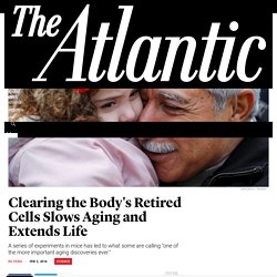 Clearing the Body's Retired Cells Slows Aging and Extends Life - The Atlantic