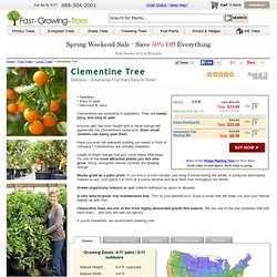 Clementine Trees for Sale