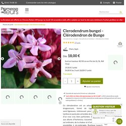 Clerodendrum bungei - Clérodendron de Bunge à panicules rose vrai