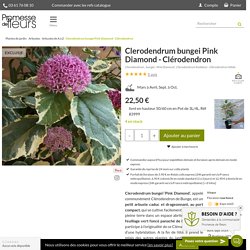 Clerodendrum bungei Pink Diamond - Clérodendron au feuillage panaché