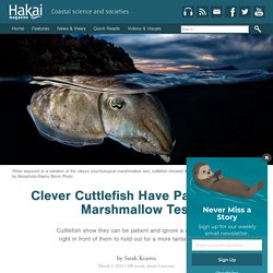 Clever Cuttlefish Have Passed the Marshmallow Test