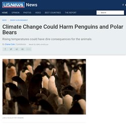 Climate Change Could Harm Penguins and Polar Bears