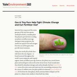 YALE_EDU 11/07/18 Can A Tiny Fern Help Fight Climate Change and Cut Fertilizer Use?