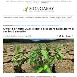 A world of hurt: 2021 climate disasters raise alarm over food security