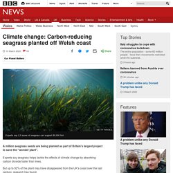 Climate change: Carbon-reducing seagrass planted off Welsh coast