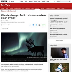 Climate change: Arctic reindeer numbers crash by half