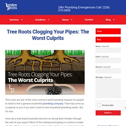 Tree Roots Clogging Your Pipes?