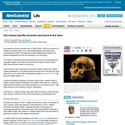 Our closest ape-like ancestor went back to the trees - life - 11 April 2013