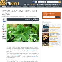 Why Do Some Clovers Have Four Leaves?