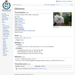 Clusiaceae