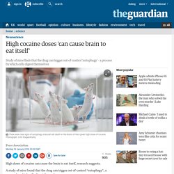 High cocaine doses 'can cause brain to eat itself'