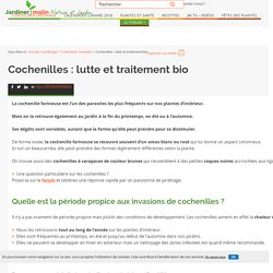 Cochenille : traitement, lutte et recette anti cochenilles