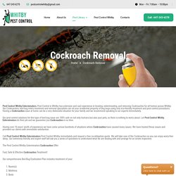 Cockroach Exterminator and Removal Company Whitby