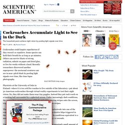 Cockroaches Accumulate Light to See in the Dark