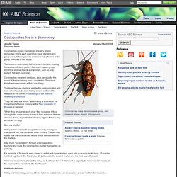 Cockroaches live in a democracy › News in Science (ABC Science)