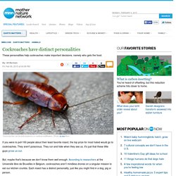 Cockroaches have distinct personalities