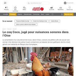 Le coq Coco, jugé pour nuisances sonores dans l’Oise