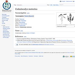 Codariocalyx motorius