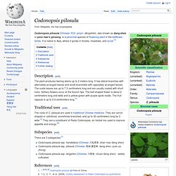 Codonopsis pilosula