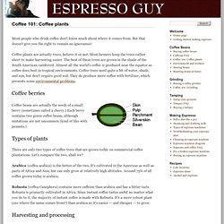 Coffee 101: Coffee plants