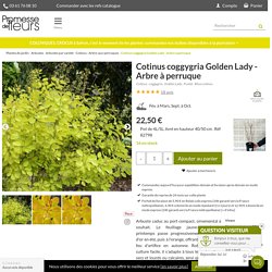 Cotinus coggygria Golden Lady - Arbre à perruque à couleurs changeantes