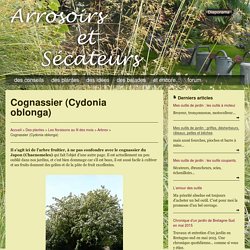 Cognassier (Cydonia oblonga)