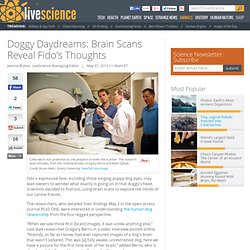 Canine Cognition: Brain Scans Reveal Dog's Thoughts
