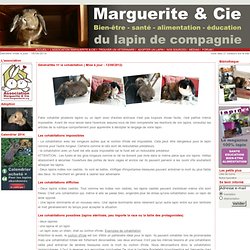 Cohabitation lapins- Marguerite & Cie