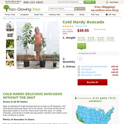 Cold Hardy Avocado Trees for Sale for Sale