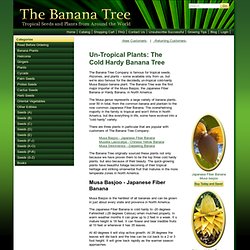 Cold Hardy Banana Tree