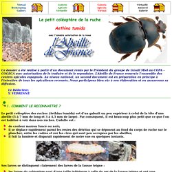Le petit coléoptère de la ruche Aethina tumida