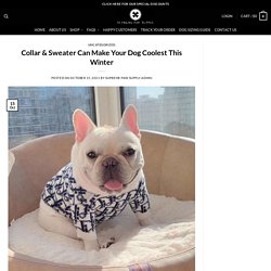 Collar & Sweater Can Make Your Dog Coolest This Winter - Supreme Paw Supply