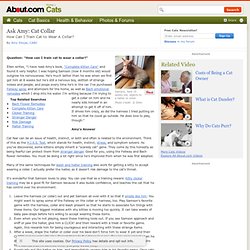 Ask Amy - Cat Collar - Training Kitten to Collar and Leash