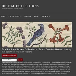 Ethelind Pope Brown Collection of South Carolina Natural History – Digital Collections