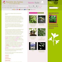 Plantes de collection et plantes rares - Pépinière des Avettes, de la fleur au miel - plantes de collection et produits de la ruche, jardin botanique
