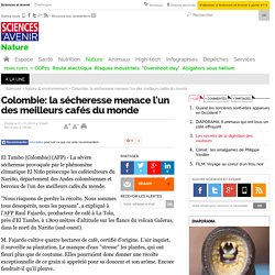 Colombie: la sécheresse menace l'un des meilleurs cafés du monde