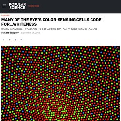 Many Of The Eye’s Color-Sensing Cells Code For…Whiteness