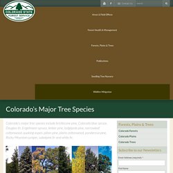 Colorado's Major Tree Species - Colorado State Forest Service