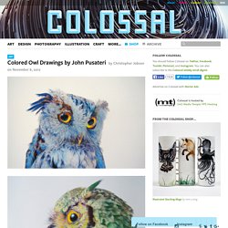 Colored Owl Drawings by John Pusateri
