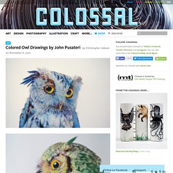 Colored Owl Drawings by John Pusateri