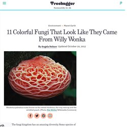 11 Colorful Fungi That Look Like They Came From Willy Wonka