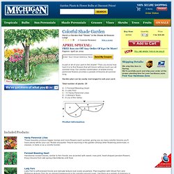 Buy Colorful Shade Garden at Michigan Bulb
