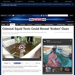 Colossal Squid Tests Could Reveal 'Kraken' Clues