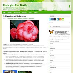 Coltivazione della Begonia ~ Il mio giardino fiorito