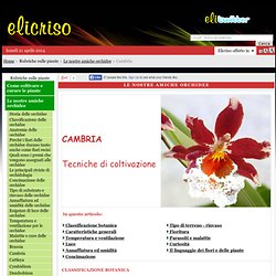 Cambria - Orchidee - Tecniche di coltivazione e principali specie dell'Orchidea Cambria - Nightly
