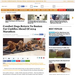 Comfort Dogs Return To Boston For Cuddles Ahead Of 2014 Marathon