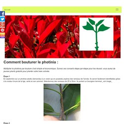 Comment bouturer le photinia: