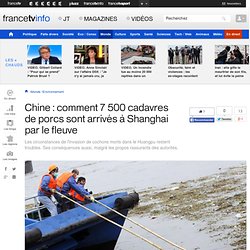 Chine : comment 7 500 cadavres de porcs sont arrivés à Shanghai par le fleuve - francetv info - Pale Moon