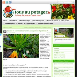 Quand et comment semer les courgettes et potirons ?