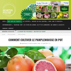 Comment cultiver le pamplemousse en pot - Hortus Focus I mag